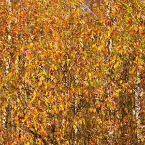 Autumn colours are seen on foliage on the outskirts of Minsk Autumn colours are seen on foliage on the outskirts of Minsk