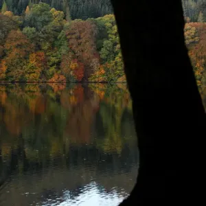 Autumn leaves are reflected on Loch Faskally, Pitlochry, Scotland Autumn leaves are reflected on Loch Faskally, Pitlochry, Scotland