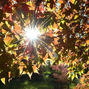 The autumn sun shines through leaves in the Japanese Maple collection at the Westonbirt