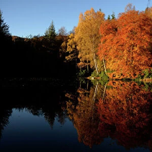 Autumnal leaves are reflected in Loch Dunmore, near Pitlochry, Scotland