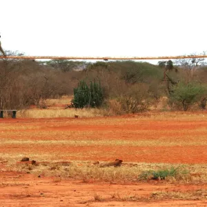A baboon sits on a rusty goal of an unused soccer stadium in Kenyas Tsavo West national park