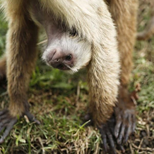 A baby capuchin monkey hangs upside down from its mother at the Parque del Este in