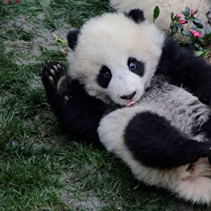 A baby giant panda plays at Chengdu Research Base of Giant Panda Breeding in Chengdu