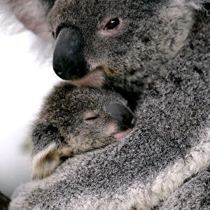 A baby koala named Cooee is held by its mother at Sydneys Taronga Zoo