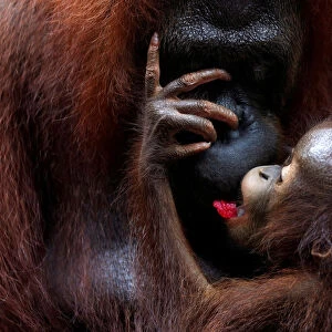 A baby orangutan eats a fruit at the Singapore Zoo