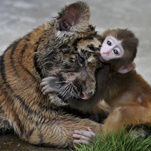 A baby rhesus macaque (Macaca mulatta) plays with a tiger cub at a zoo in Hefei
