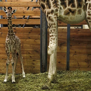 A baby Rothschild giraffe stands next to her mother Kleopatra in their enclosure at