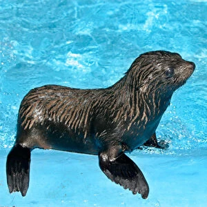 A baby sea lion stands at the Buenos Aires Zoo