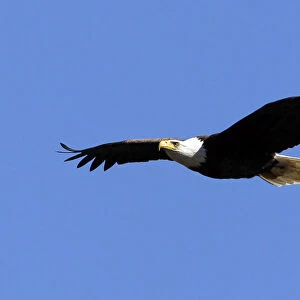 A bald eagle flies over the tree tops in West Newbury