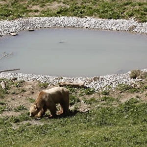 Bear Napa walks along a pond at the Arosa Baerenland sanctuary in the mountain resort of