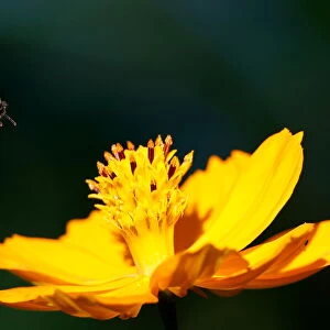 A bee flies over a cosmos flower at a park in Seoul