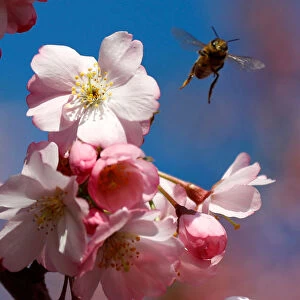 A bee is pictured during a cherry blossom season on a street at Berlins Lichterfelde