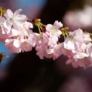 A bee is pictured during a cherry blossom season on a street at Berlins Lichterfelde