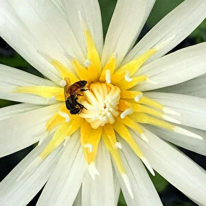 A bee is seen in a lotus flower at a garden in Bangkok