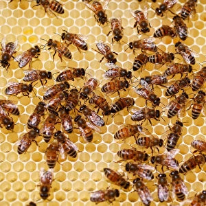 Bees are seen on a frame from a beehive in Hoerdt near Strasbourg