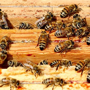 Bees are seen on frames of a beehive in Denee
