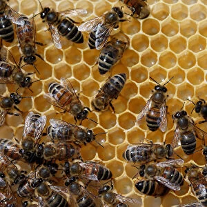 Bees are seen on a honeycomb at an apiary, in Casablanca