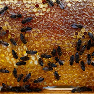 Bees are seen on the honeycomb in a beehive in Gharghur