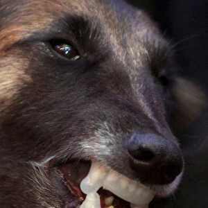 Belgium shepherd dog wears anti-bite protection on its teeth during presentation at the
