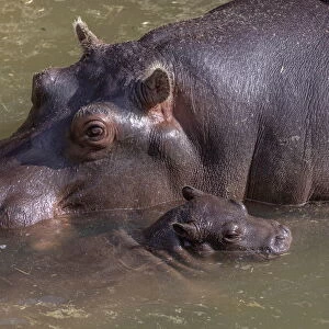 Belgrade Zoo shows off new baby hippo
