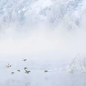 BEST QUALITY AVAILABLE Wild ducks fly across the Siberian river Yenisey at sub-zero