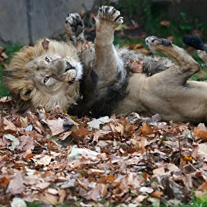 Bhanu, an Asiatic lion, rolls in leaves scented with cardamom