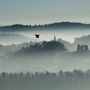 A bird flies over the foggy country in Zlebe