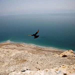 A bird flies near a cliff overlooking the Dead Sea