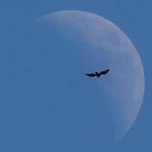 A bird flies past the moon as U. S. President Donald Trump participates in a round of golf
