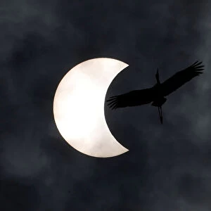 Bird flies during the solar eclipse in Bangkok