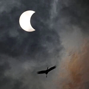 A bird flies during the solar eclipse in Bangkok