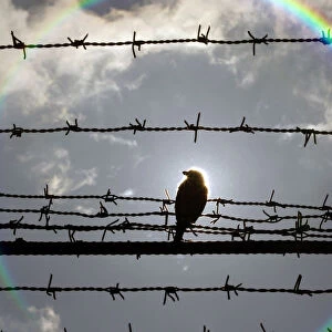 A bird is perched on barbed wire that surrounds the Jilava prison near Bucharest