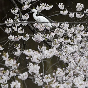 A bird perches on cherry blossoms in almost full bloom in Tokyo