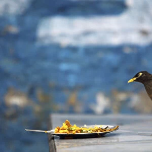 A bird is seen as it waits to eat from a leftover plate in Kathmandu