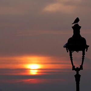 A bird sits on a street lamp at the Butte Montmartre as the sun rises in Paris