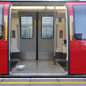 A bird walks inside a commuter underground tube train at Stratford station, east London