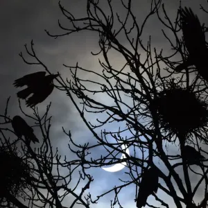 Birds on Trees Print, Solar Eclipse Scene