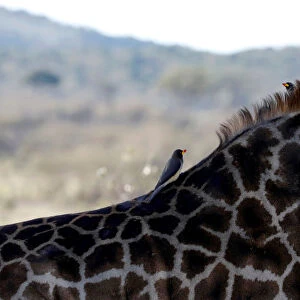 Birds are seen on the back of a giraffe in the Msai Mara National Reserve