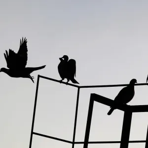 Birds sit on a roof in Berlin as one flies off Birds sit on a roof in Berlin as one flies off
