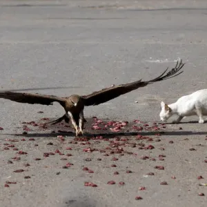 Black kite flies past a cat to catch a piece of meat in Karachi Black kite flies past a cat to catch a piece of meat in Karachi