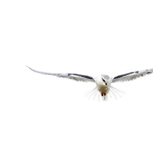 A black-winged kite hovers as it hunts at the Hula Lake Ornithology and Nature Park
