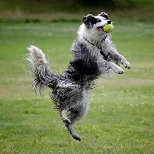 A border collie jumps to catch a ball in Enfield Town Park, London