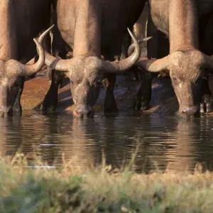 Buffalos drink water at sunset from a pond in Kenyas Tsavo West National Park
