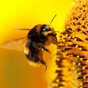 A bumblebee is seen on a sunflower at The Pop Up Farm in Flamstead, St Albans A bumblebee is seen on a sunflower at The Pop Up Farm in Flamstead, St Albans