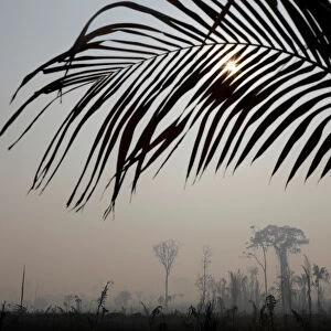 A burning tract of Amazon jungle is pictured in Porto Velho