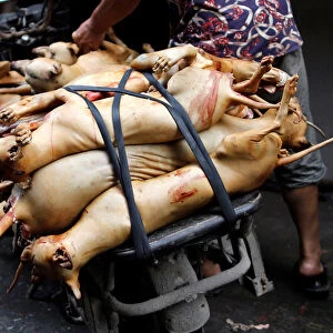 Butchered dogs are transported to a vendors stall at a market during the local dog meat