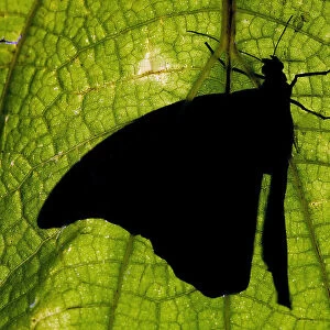 A butterfly rests on a leaf at a butterfly garden in Guacima de Alajuela