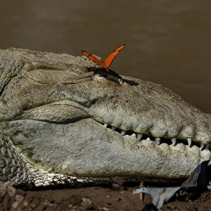 A butterfly is seen above the eye of a large crocodile in the Tarcoles River