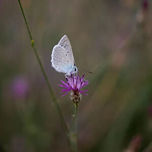 A butterfly is seen on a flower on Mount Hymettus in Athens