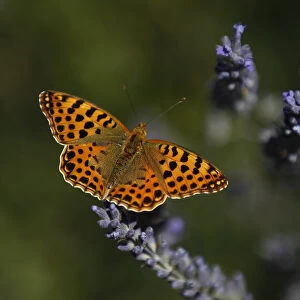 A butterfly is seen on a lavender flower near Madrid